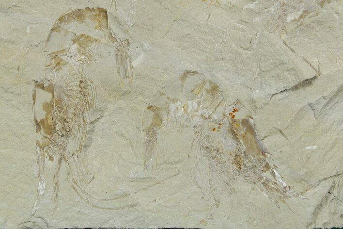 Two Cretaceous Fossil Shrimp - Lebanon #353574